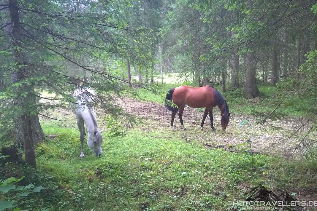 Pferde im Oberautal