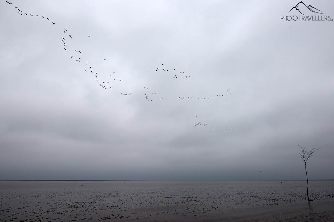 Stare über dem Wattenmeer