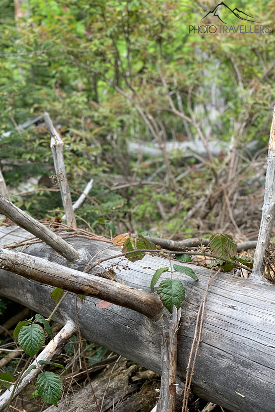 Totholz im Wald