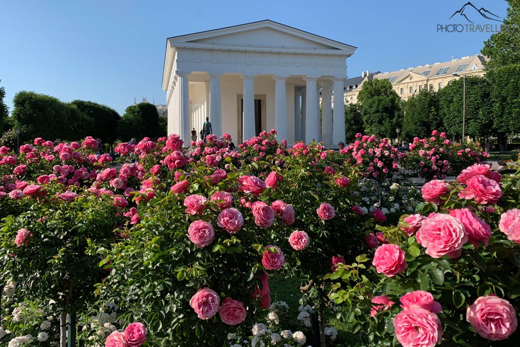 Rosen im Volksgarten mit Blick auf den Theseustempel