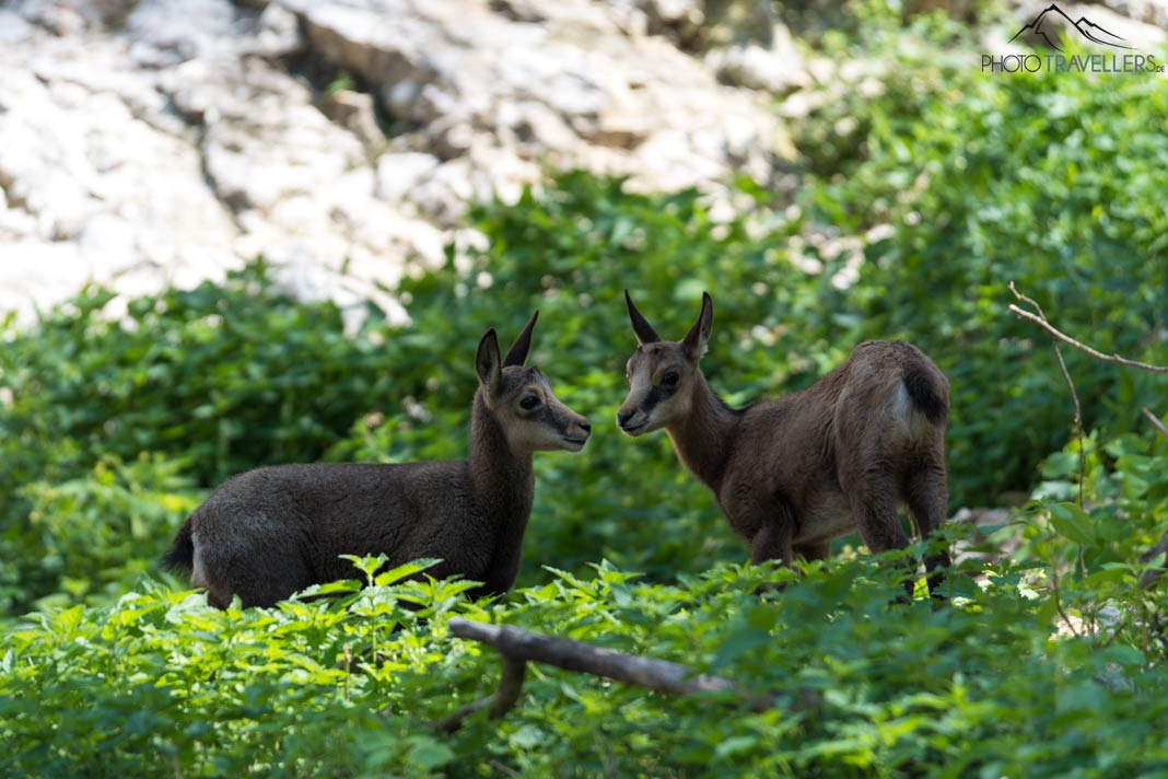 Gämse im Wildpark