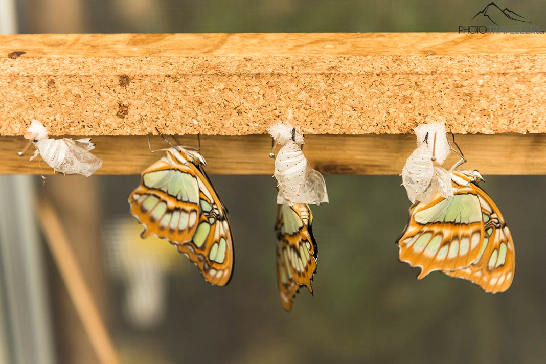 Schmetterlinge im Schmetterlingshaus