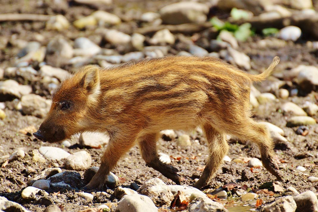 Frischlinge im Wildgehege