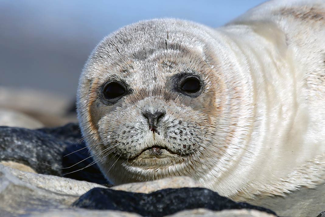 Seehunde und Kegelrobben sind auf der Nordseeinsel vertreten