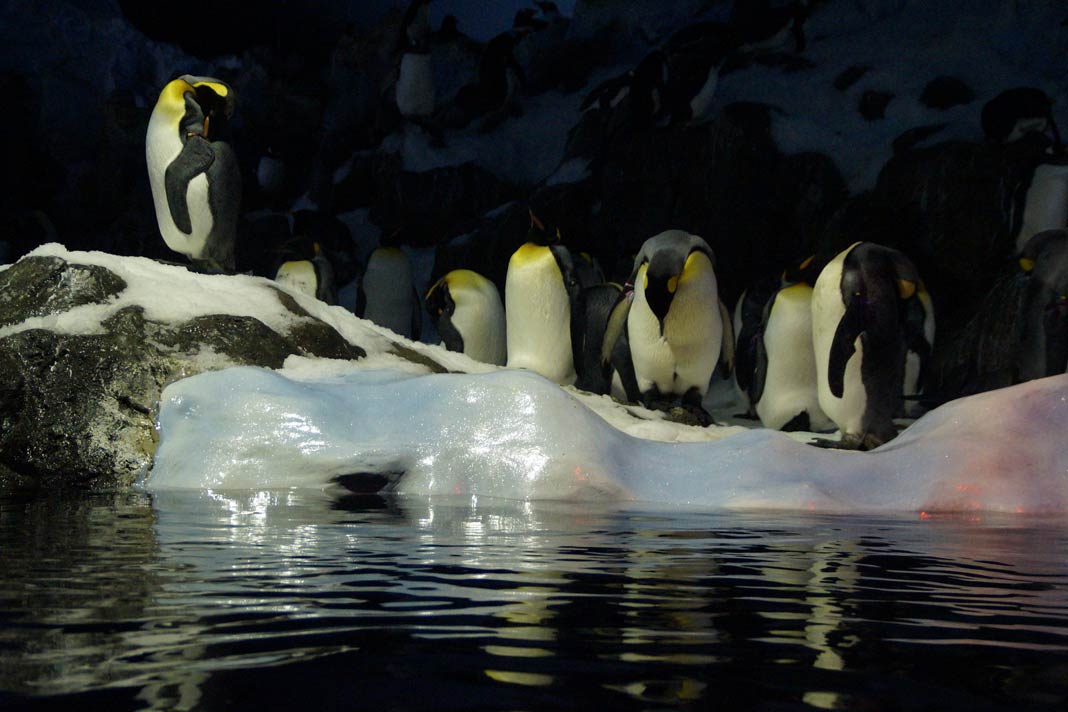 Pinguine im Park auf Teneriffa