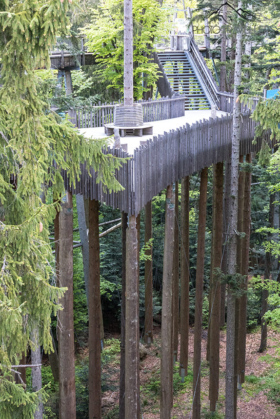 Blick auf den Baumwipfelpfad im Bayerischen Wald