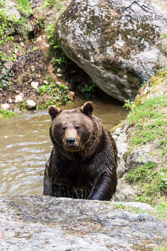 Ein Bär im Wildtier Freigehege im Bayerischen Wald