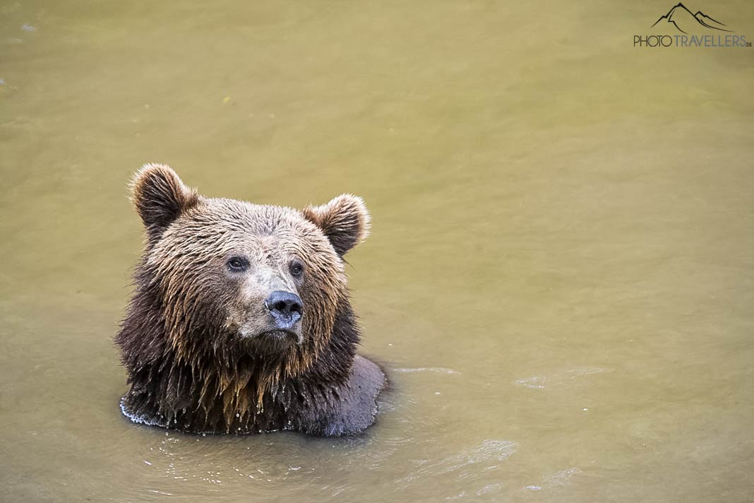 Bär im Wildgehege des Bayerischen Waldes