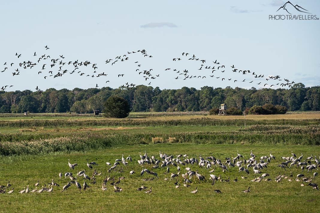 Kraniche im Urlaub mit Kind in Mecklenburg-Vorpommern