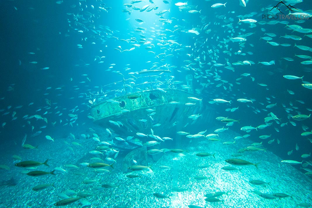 Im Inneren des Ozeaneums in einem der großen Aquarien