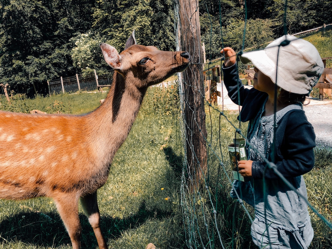 Kind füttert Reh im Wildgehege