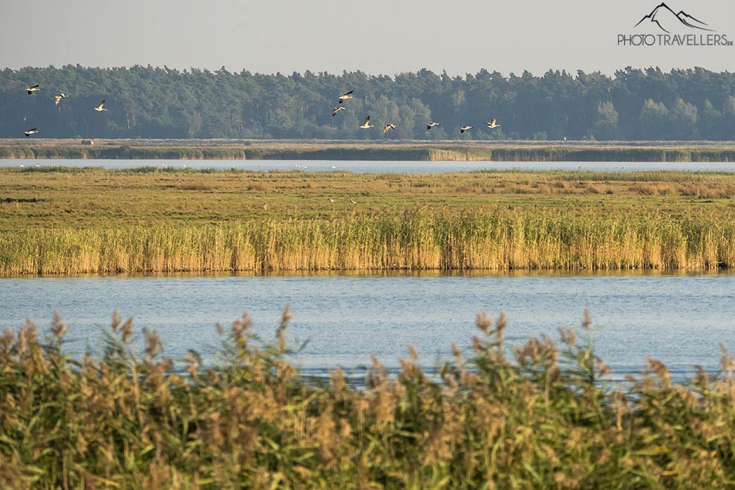 Kraniche beim Einflug auf die Insel Kirr