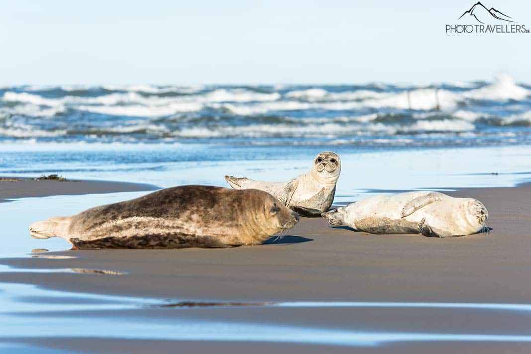 Robben am Strand von Skagen