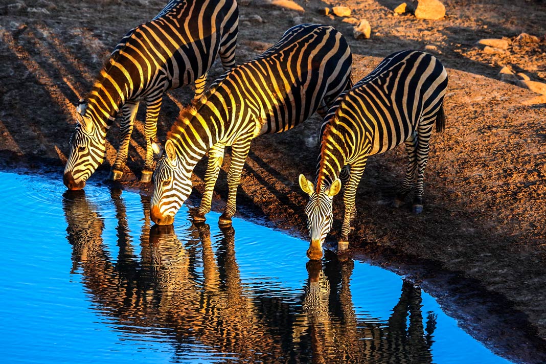 Zebras an einem Wasserloch im Tsavo East Nationalpark