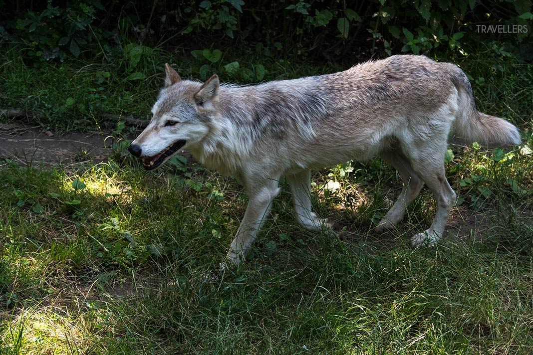 Ein Wofl im Wildpark Ernstbrunn