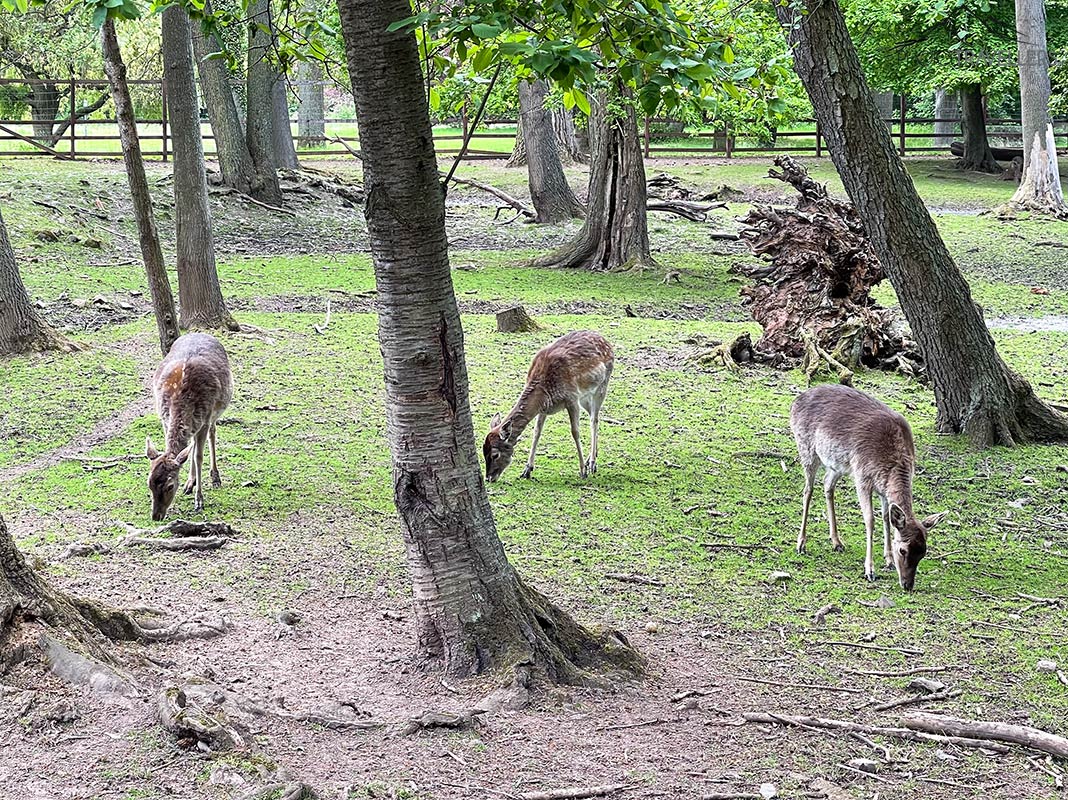 Rehe im Rehgehege bei Schloss Meisdorf in Sachsen-Anhalt