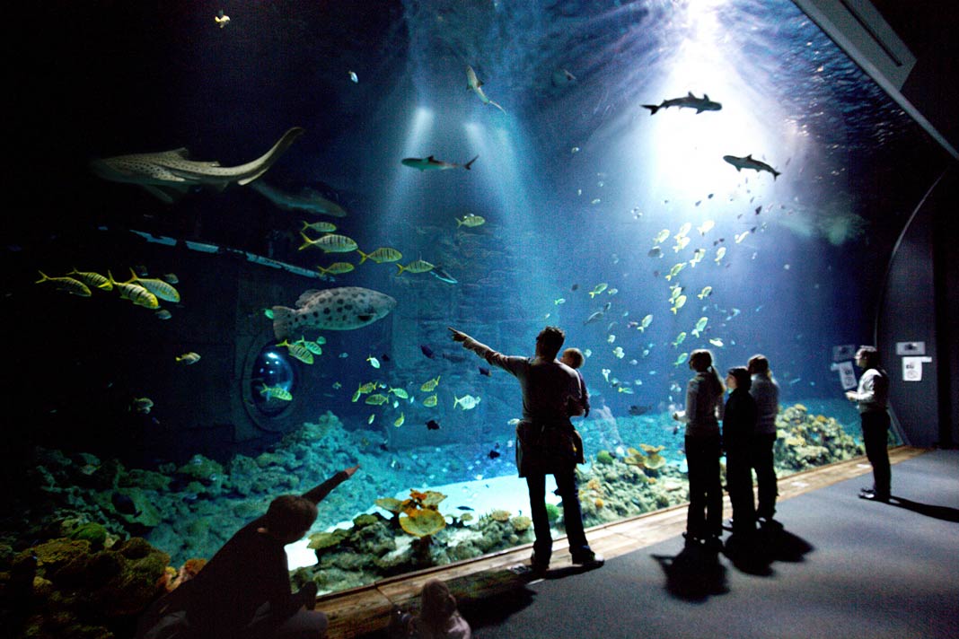 Kinder vor Hai-Aquarium im Tierpark Hagenbeck