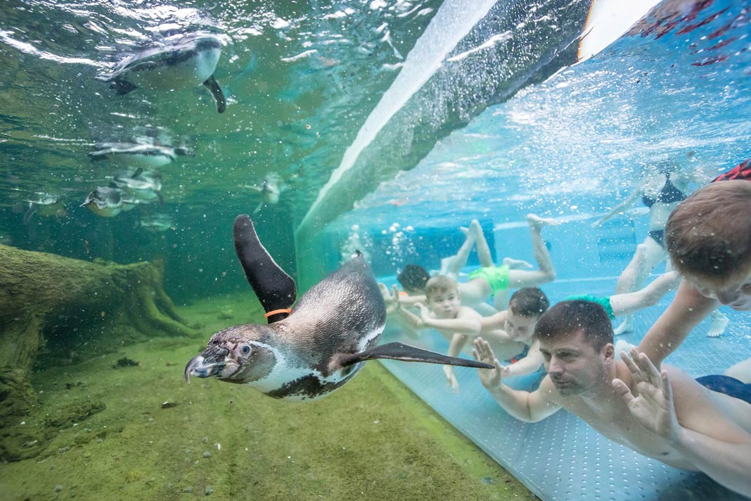 Pinguin in den Spreewelten mit Kindern