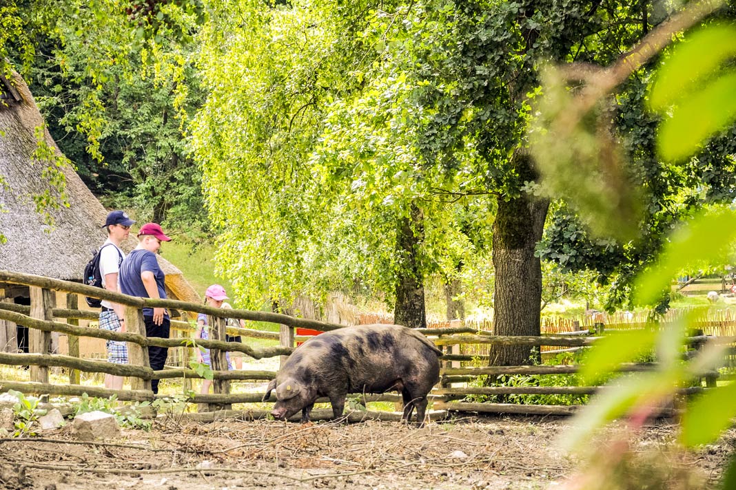 Schweine - eine alte Rasse - im Freilichtmuseum Kiekeberg