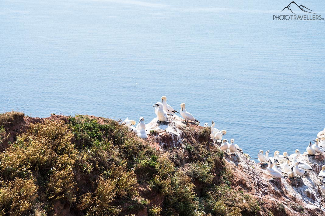 Eine Kolonie von Basstölpeln auf Helgoland