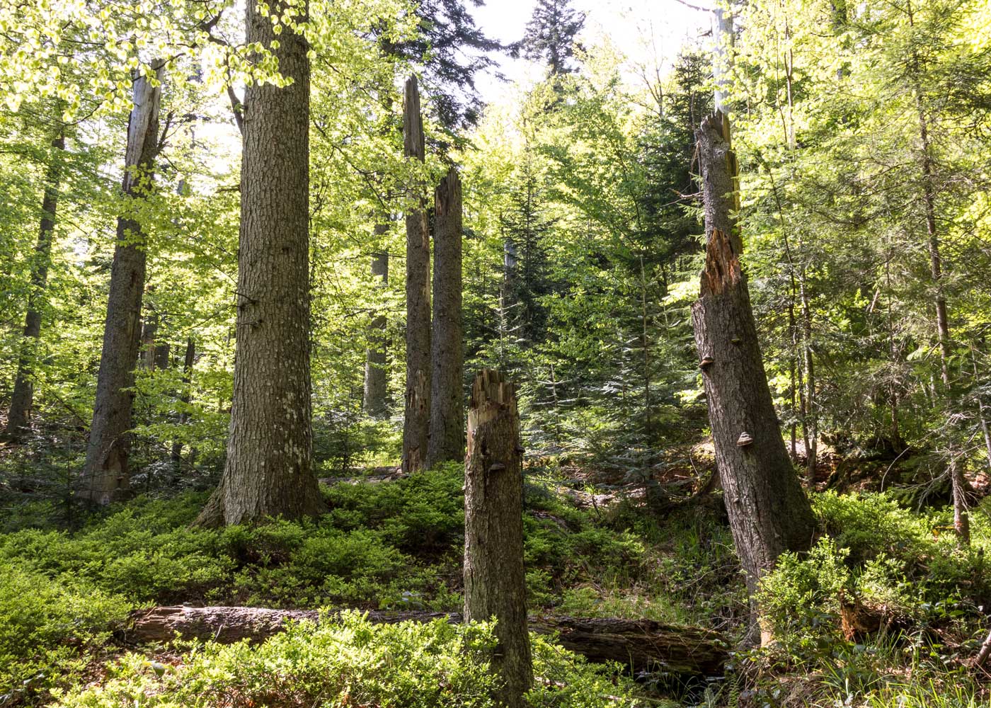 Der Bayerische Wald mit Kindern: Reisetipps für Familien